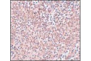 Immunohistochemistry of NANOG in human spleen tissue with NANOG antibody at 5 μg/ml.