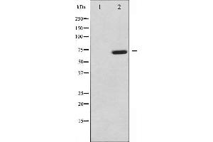 Western blot analysis of MAP3K7 phosphorylation expression in NIH-3T3 whole cell lysates,The lane on the left is treated with the antigen-specific peptide. (MAP3K7 anticorps  (pThr187))
