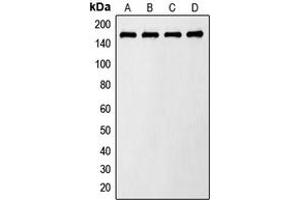 Western blot analysis of AS160 (pT642) expression in LO2 insulin-treated (A), Raw264. (TBC1D4 anticorps  (pSer642))