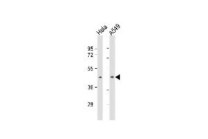 All lanes : Anti-BMI1 Antibody at 1:1000 dilution Lane 1: Hela whole cell lysate Lane 2: A549 whole cell lysate Lysates/proteins at 20 μg per lane. (BMI1 anticorps)