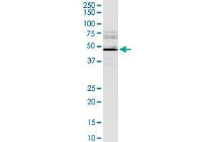 CCNE1 MaxPab rabbit polyclonal antibody.