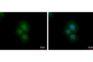 ICC/IF Image PRMT2 antibody detects PRMT2 protein at nucleus and cytoplasm by immunofluorescent analysis. (PRMT2 anticorps)