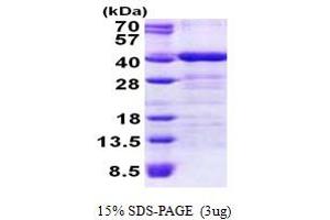 SDS-PAGE (SDS) image for Translocase of Outer Mitochondrial Membrane 34 (TOMM34) (AA 1-309) protein (His tag) (ABIN5853024) (TOMM34 Protein (AA 1-309) (His tag))