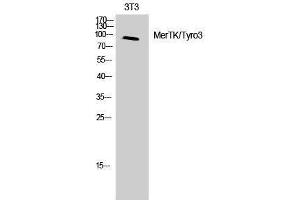 Western Blotting (WB) image for anti-MerTK/Tyro3 (MerTK/Tyro3) (Ser118) antibody (ABIN3180726) (MerTK/Tyro3 anticorps  (Ser118))