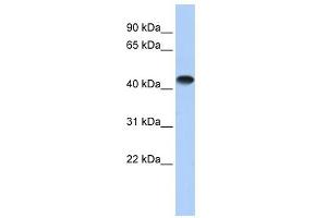 CKMM antibody used at 1 ug/ml to detect target protein. (CKM anticorps  (Middle Region))