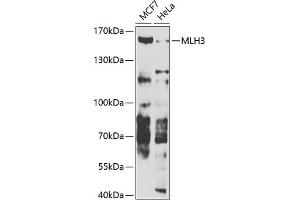 Western blot analysis of extracts of various cell lines, using MLH3 antibody (ABIN6132351, ABIN6143878, ABIN6143879 and ABIN6223752) at 1:1000 dilution. (MLH3 anticorps  (AA 1180-1429))