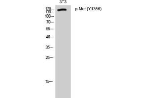 Western Blotting (WB) image for anti-Met Proto-Oncogene (MET) (pTyr1356) antibody (ABIN5962504) (c-MET anticorps  (pTyr1356))