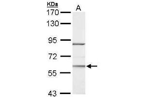 WB Image Sample (30 ug of whole cell lysate) A: Hela 7.