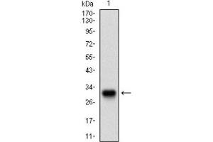 Western Blotting (WB) image for anti-Twist Homolog 1 (Drosophila) (TWIST1) (AA 9-74) antibody (ABIN1842915) (TWIST1 anticorps  (AA 9-74))