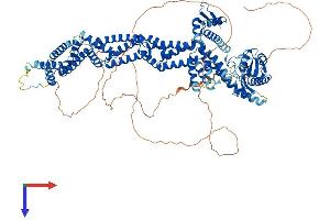 AlphaFold protein structure predicition of Mouse Recombinant Cul4b Protein, UniprotID A2A432