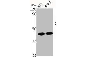 Western Blot analysis of NIH-3T3 K562 cells using ChemR23 Polyclonal Antibody (CMKLR1 anticorps  (Internal Region))