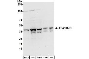 Western Blotting (WB) image for anti-Fragile Site, Folic Acid Type, Rare, Fra(10)(q23.3) Or Fra(10)(q24.2) Candidate 1 (FRA10AC1) (AA 265-315) antibody (ABIN7452937)