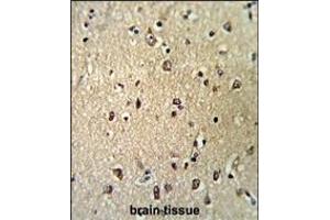 Formalin-fixed and paraffin-embedded human brain tissue reacted with KPNB1 Antibody (N-term), which was peroxidase-conjugated to the secondary antibody, followed by DAB staining. (KPNB1 anticorps  (N-Term))