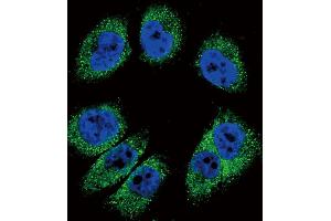 Confocal immunofluorescent analysis of POSTN Antibody (C-term) (ABIN655902 and ABIN2845302) with  cell followed by Alexa Fluor 488-conjugated goat anti-rabbit lgG (green).
