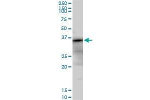 TCEA2 MaxPab polyclonal antibody.