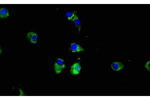 Immunofluorescent analysis of Hela cells using ABIN7149340 at dilution of 1:100 and Alexa Fluor 488-congugated AffiniPure Goat Anti-Rabbit IgG(H+L)