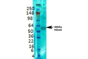 Western Blot analysis of Rat brain membrane lysate showing detection of VGLUT2 protein using Mouse Anti-VGLUT2 Monoclonal Antibody, Clone S29-29 . (Solute Carrier Family 17 (Vesicular Glutamate Transporter), Member 6 (SLC17A6) (AA 501-582) anticorps (Atto 488))