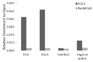 Chromatin immunoprecipitation analysis of extracts of K-562 cells, using Ikaros antibody (ABIN3015621, ABIN3015622, ABIN3015623, ABIN1680423 and ABIN6218979) and rabbit IgG.