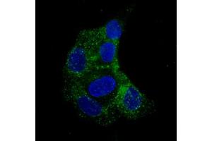 Immunofluorescent staining of RT-4 cells with FBLN1 monoclonal antibody, clone CL0337  (Green) shows specific staining in vesicles. (Fibulin 1 anticorps)