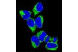 Confocal immunofluorescent analysis of GNAS Antibody (C-term) Cat.
