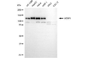 Western blotting analysis using WWP1 antibody (ABIN7800869).