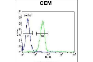 Flow cytometric analysis of CEM cells (right histogram) compared to a negative control cell (left histogram). (MGP anticorps  (AA 37-66))