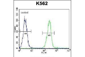 Flow cytometric analysis of K562 cells (right histogram) compared to a negative control cell (left histogram). (AARS2 anticorps  (AA 366-394))