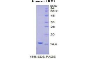 SDS-PAGE analysis of Human LRP1 Protein.