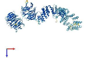 AlphaFold protein structure predicition of Human Recombinant WDR19 Protein, UniprotID Q8NEZ3