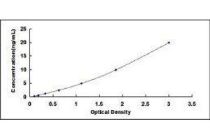 Matrix Metallopeptidase 19 (MMP19) ELISA Kit