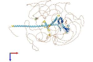 AlphaFold protein structure predicition of Mouse Recombinant Acin1 Protein, UniprotID Q9JIX8