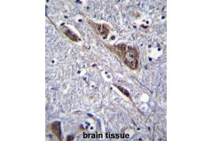 ELAVL2 Antibody (Center) immunohistochemistry analysis in formalin fixed and paraffin embedded human brain tissue followed by peroxidase conjugation of the secondary antibody and DAB staining.