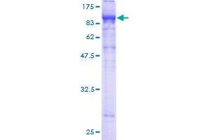 Image no. 1 for Leukocyte Immunoglobulin-Like Receptor, Subfamily B (With TM and ITIM Domains), Member 2 (LILRB2) (AA 22-598) protein (GST tag) (ABIN1309418)
