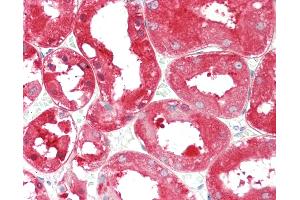 Anti-ALDH1L1 antibody IHC staining of human kidney. (ALDH1L1 anticorps)