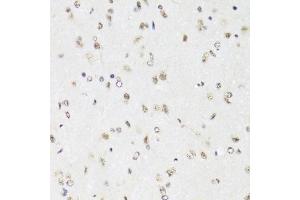 Immunohistochemistry of paraffin-embedded mouse brain using EFTUD2 Antibody.