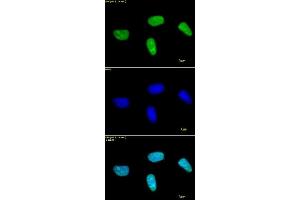 Histone H3 dimethyl Lys27 antibody tested by immunofluorescence. (Histone 3 anticorps  (H3K27me2))
