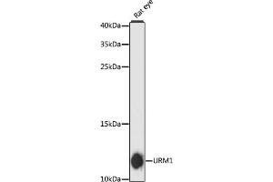 Western blot analysis of extracts of rat eye, using URM1 antibody (ABIN6130755, ABIN6149975, ABIN6149976 and ABIN6217945) at 1:3000 dilution.