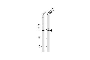 Western blot analysis in 293,mouse C2C12 cell line lysates (35ug/lane). (UBE2K anticorps  (AA 109-139))