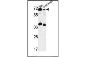 Western blot analysis of GSPT2 / ERF3B  Antibody  in 293 cell line and mouse stomach tissue lysates (35ug/lane). (GSPT2 anticorps  (Middle Region))