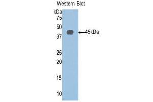 Western Blotting (WB) image for anti-Sirtuin 6 (SIRT6) (AA 35-274) antibody (ABIN1078533) (SIRT6 anticorps  (AA 35-274))
