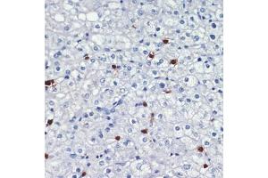 Immunohistochemistry of paraffin-embedded human liver using S100 antibody (ABIN7270129) at dilution of 1:200 (40x lens).