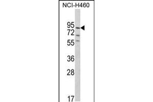Western blot analysis of MyoGEF Antibody in NCI-H460 cell line lysates (35ug/lane) (PLEKHG6 anticorps  (N-Term))