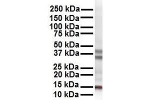 WB Suggested Anti-CITED2 antibody Titration: 1 ug/mL Sample Type: Human HepG2 (CITED2 anticorps  (N-Term))