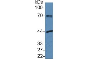 Western Blot; Sample: Human MCF7 cell lysate; Primary Ab: 3µg/ml Rabbit Anti-Mouse NAGa Antibody Second Ab: 0. (NAGA anticorps  (AA 18-217))