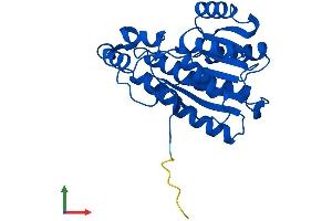 AlphaFold protein structure predicition of Human Recombinant HPGD Protein, UniprotID P15428