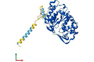 AlphaFold protein structure predicition of Mouse Recombinant Gcnt2 Protein, UniprotID P97402