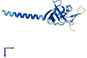 AlphaFold protein structure predicition of Mouse Recombinant Immp1l Protein, UniprotID Q9CQU8