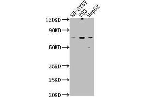 Western Blot Positive WB detected in: SH-SY5Y whole cell lysate, 293 whole cell lysate, HepG2 whole cell lysate All lanes: HSPA12A antibody at 1:1000 Secondary Goat polyclonal to rabbit IgG at 1/50000 dilution Predicted band size: 75 kDa Observed band size: 75 kDa (HSPA12A anticorps  (AA 2-231))