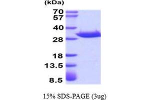 SDS-PAGE (SDS) image for Acidic (Leucine-Rich) Nuclear phosphoprotein 32 Family, Member A (ANP32A) (AA 1-249) protein (His tag) (ABIN667821)