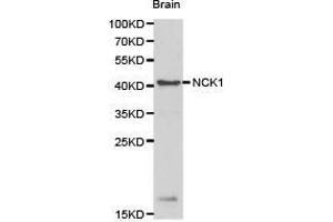 Western Blotting (WB) image for anti-NCK Adaptor Protein 1 (NCK1) antibody (ABIN1873840) (NCK1 anticorps)